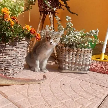 U Ladislava بيت ضيافة